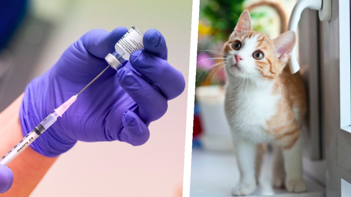 Kommer husdjur behöva vaccineras mot corona? 